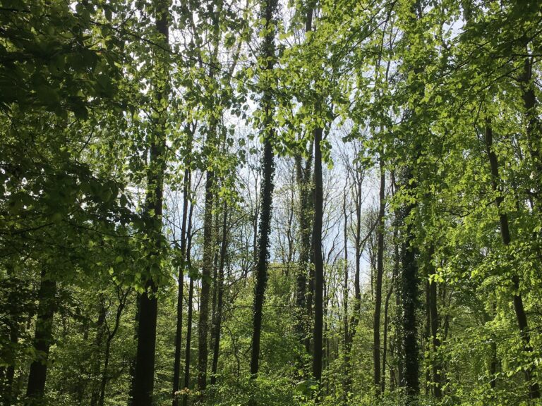 Gebt Naturwald in Bad Vilbel eine Chance